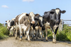 cows in the road